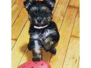Yorkshire Terrier Puppy for sale in Liverpool, NY, USA