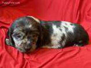 Dachshund Puppy for sale in Stuart, NE, USA