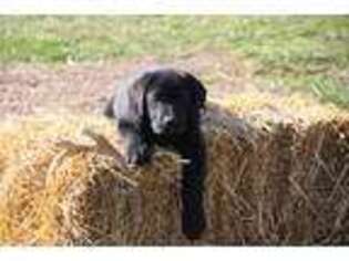Labrador Retriever Puppy for sale in Boones Mill, VA, USA