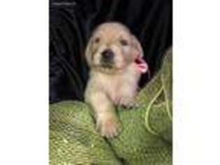 Mutt Puppy for sale in Versailles, KY, USA