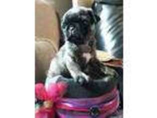 Pug Puppy for sale in Oakland, OR, USA