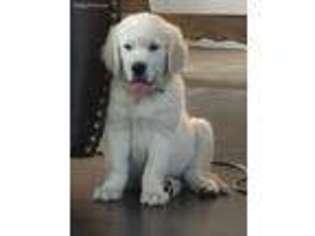 Mutt Puppy for sale in Pentwater, MI, USA