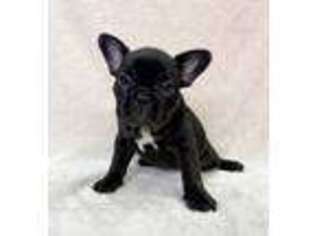French Bulldog Puppy for sale in Pikeville, KY, USA