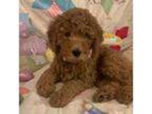 Goldendoodle Puppy for sale in Mesa, AZ, USA
