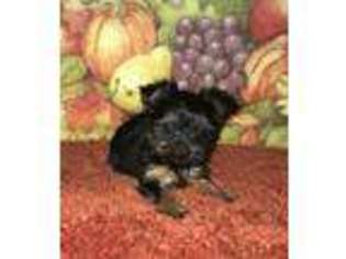 Yorkshire Terrier Puppy for sale in Lovely, KY, USA
