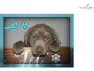 Labrador Retriever Puppy for sale in Canton, OH, USA
