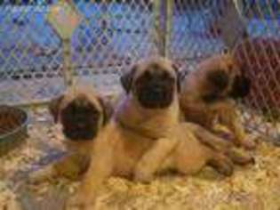 Mastiff Puppy for sale in Sparta, WI, USA