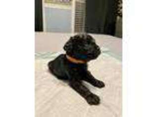 Cavapoo Puppy for sale in Goliad, TX, USA
