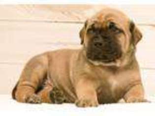 Boerboel Puppy for sale in SPRING GROVE, IL, USA