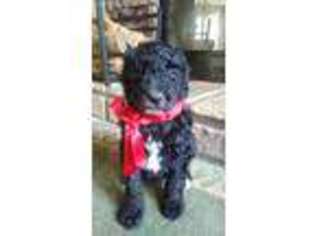 Labradoodle Puppy for sale in Webster, KY, USA