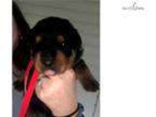 Rottweiler Puppy for sale in Charleston, WV, USA