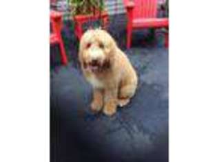 Labradoodle Puppy for sale in Scott Depot, WV, USA