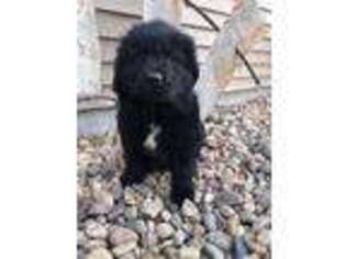 Newfoundland Puppy for sale in Lincoln, NE, USA