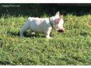 French Bulldog Puppy for sale in Sayre, OK, USA