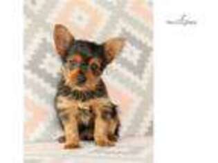 Yorkshire Terrier Puppy for sale in Harrisburg, PA, USA