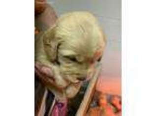 Golden Retriever Puppy for sale in Mercersburg, PA, USA