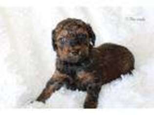 Mutt Puppy for sale in Sandusky, OH, USA