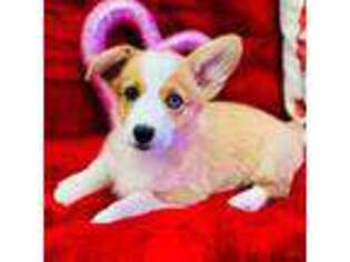 Pembroke Welsh Corgi Puppy for sale in Morrow, OH, USA