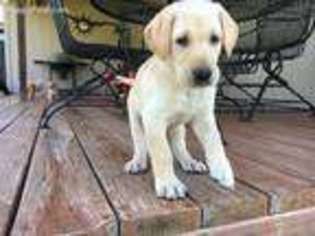 Labrador Retriever Puppy for sale in Bates City, MO, USA