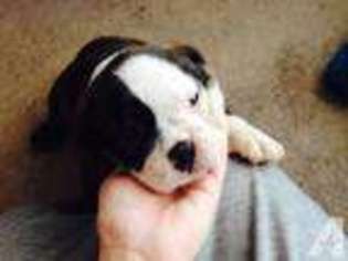 Olde English Bulldogge Puppy for sale in CITY OF INDUSTRY, CA, USA
