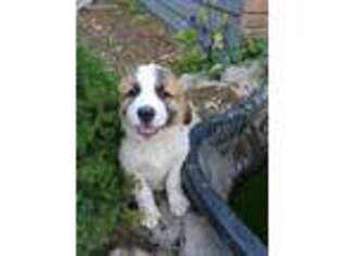 Saint Bernard Puppy for sale in Hayden, ID, USA