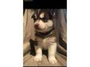 Siberian Husky Puppy for sale in Circleville, OH, USA