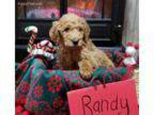 Goldendoodle Puppy for sale in Fenwick, MI, USA