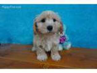 Cavachon Puppy for sale in Chilton, WI, USA