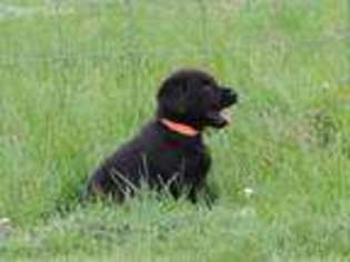 Labrador Retriever Puppy for sale in Bliss, NY, USA
