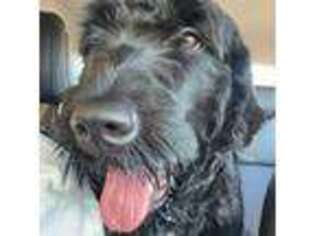 Black Russian Terrier Puppy for sale in New Bern, NC, USA