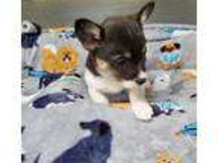 Pembroke Welsh Corgi Puppy for sale in Mansfield, PA, USA