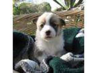 Pembroke Welsh Corgi Puppy for sale in San Antonio, TX, USA