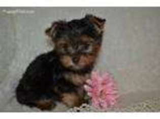 Yorkshire Terrier Puppy for sale in Fayetteville, AR, USA