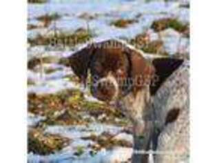 German Shorthaired Pointer Puppy for sale in Port Deposit, MD, USA