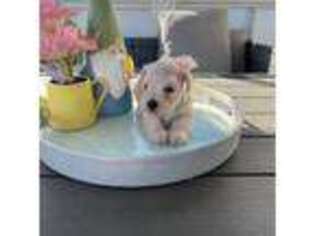 Mutt Puppy for sale in Garner, NC, USA