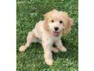 Cavapoo Puppy for sale in Grinnell, IA, USA