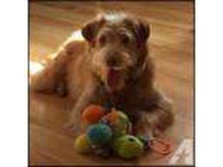 Mutt Puppy for sale in WEST BROOKFIELD, MA, USA