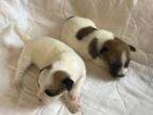 Jack Russell Terrier Puppy for sale in Pilot, VA, USA