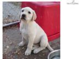 Labrador Retriever Puppy for sale in Charleston, SC, USA