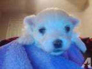 Maltese Puppy for sale in ANGIER, NC, USA