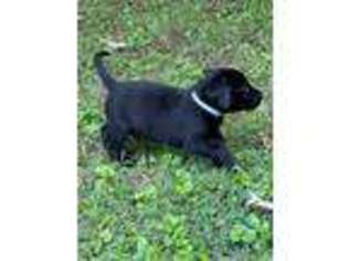Labrador Retriever Puppy for sale in Goodlettsville, TN, USA