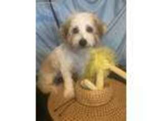 Havanese Puppy for sale in Loudon, TN, USA