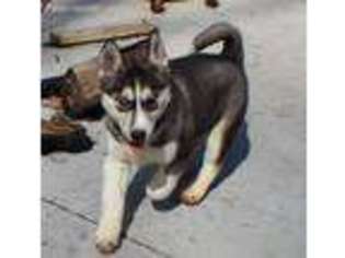 Siberian Husky Puppy for sale in Berlin, OH, USA