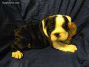 Bulldog Puppy for sale in Sidney, IA, USA