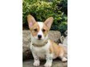 Pembroke Welsh Corgi Puppy for sale in Syracuse, IN, USA