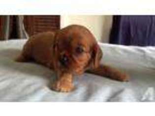 Cavalier King Charles Spaniel Puppy for sale in HONOLULU, HI, USA