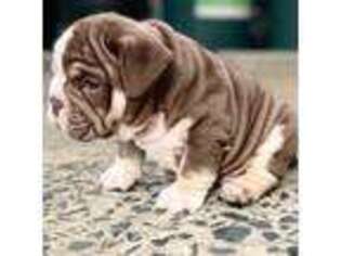 Bulldog Puppy for sale in New York, NY, USA