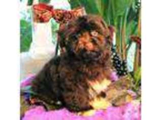 Havanese Puppy for sale in TOCCOA, GA, USA