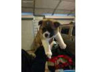 Akita Puppy for sale in Reidsville, GA, USA