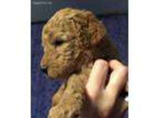 Goldendoodle Puppy for sale in La Junta, CO, USA